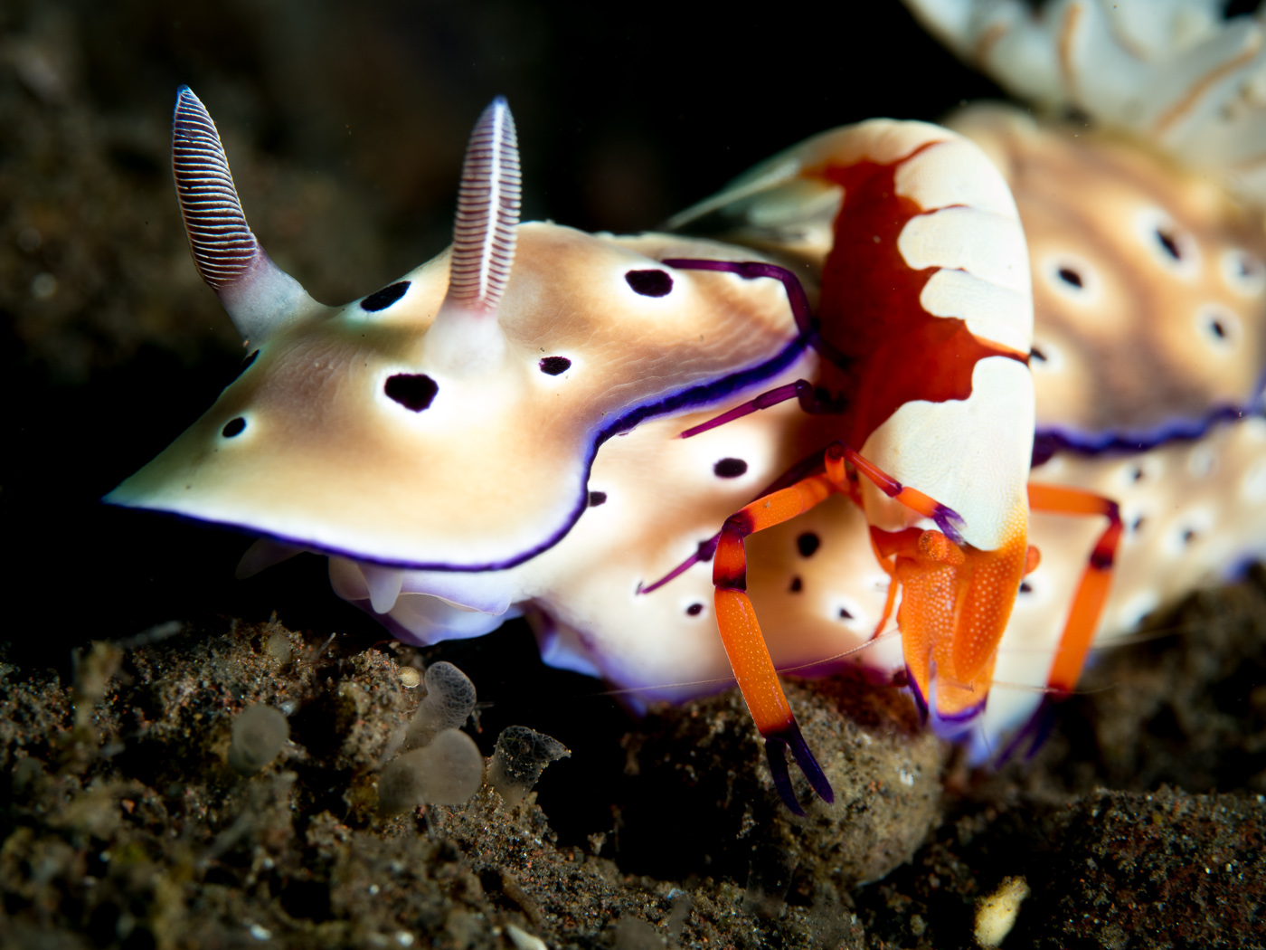 Nudibranch Shrimp Bali