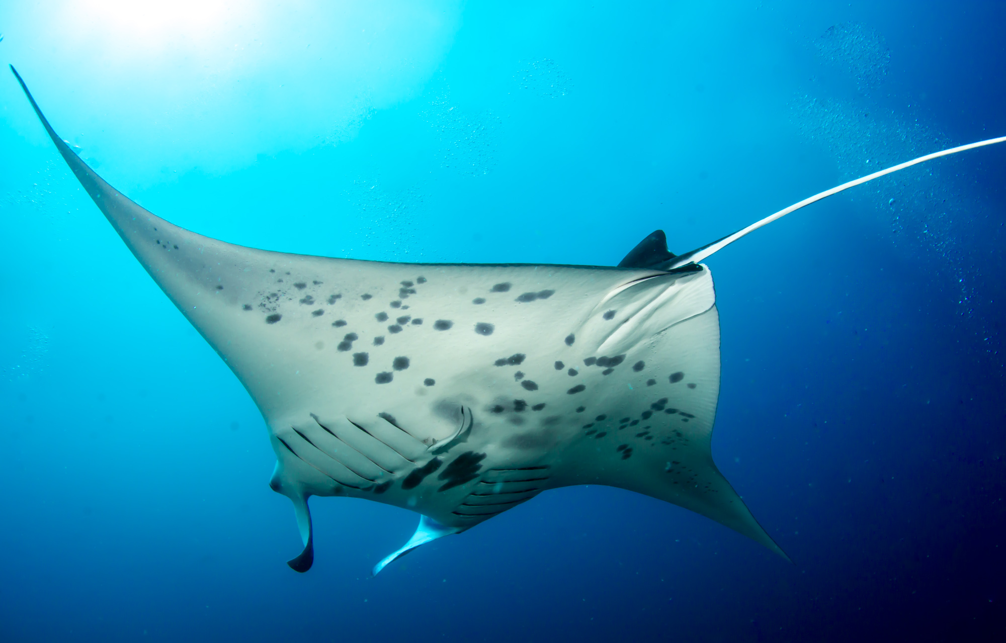 Manta Ray Maldives