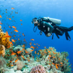 Red Sea Egypt diver coral