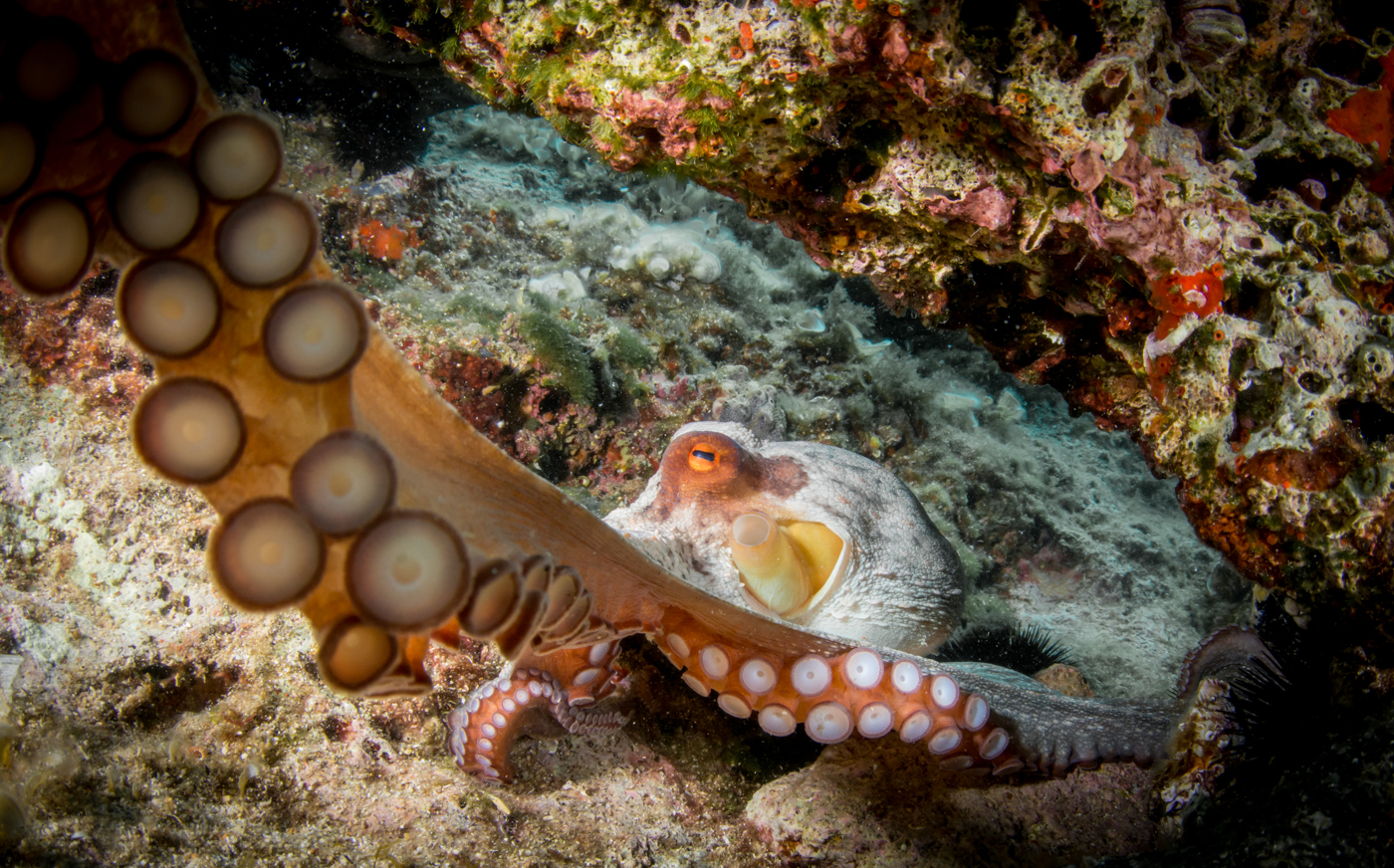 Octopus polip Adriatic Sea Horvátország