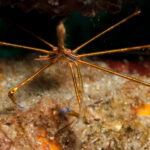 Guadeloupe diving