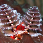 Guadeloupe diving