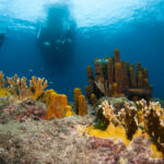 Guadeloupe diving