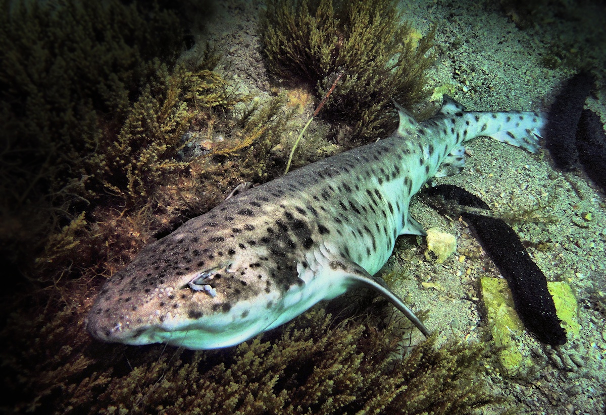 Macskacápa Adria Horvátország cat shark Croatia Adriatic