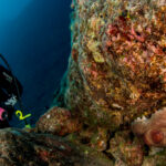 Mauritius diving octopus diver búvár