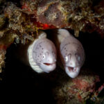 Mauritius diving moray muréna búvár