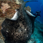 Mauritius diving stingray búvár rája