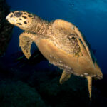 Mauritius diving turtle teknős búvár