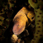 Mauritius diving moray muréna búvár