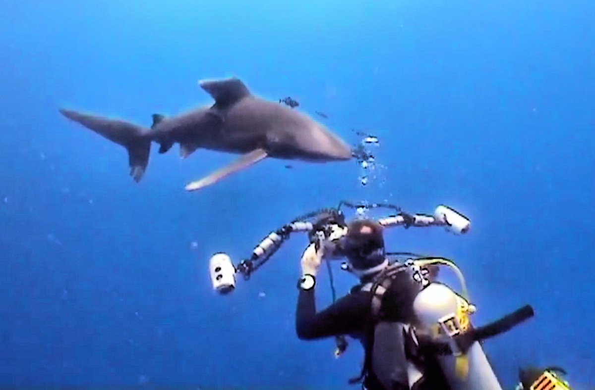 Carcharinus Longimanus shark oceanic white tip Red Sea Egypt