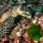 Thailand diving búvár Thaiföld Similan