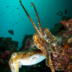 Thailand diving Richelieu Rock