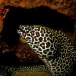 Thailand diving Moray