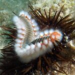 Greece diving kalymnos