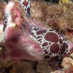 Greece diving kalymnos