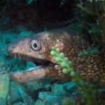 Greece diving kalymnos