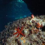 Greece diving kalymnos