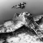 Ju 87 Stuka Adria Zrije diving búvár Horvátország Croatia plane wreck