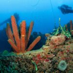 Guadeloupe diving