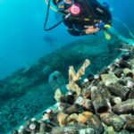 Avoud Wreck Red Sea Egypt Diver