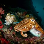 thailand thaiföld búvár szafari liveaboard cuttlefish