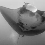 thailand thaiföld búvár szafari liveaboard manta ray