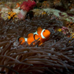 thailand thaiföld búvár bohóchal clownfish